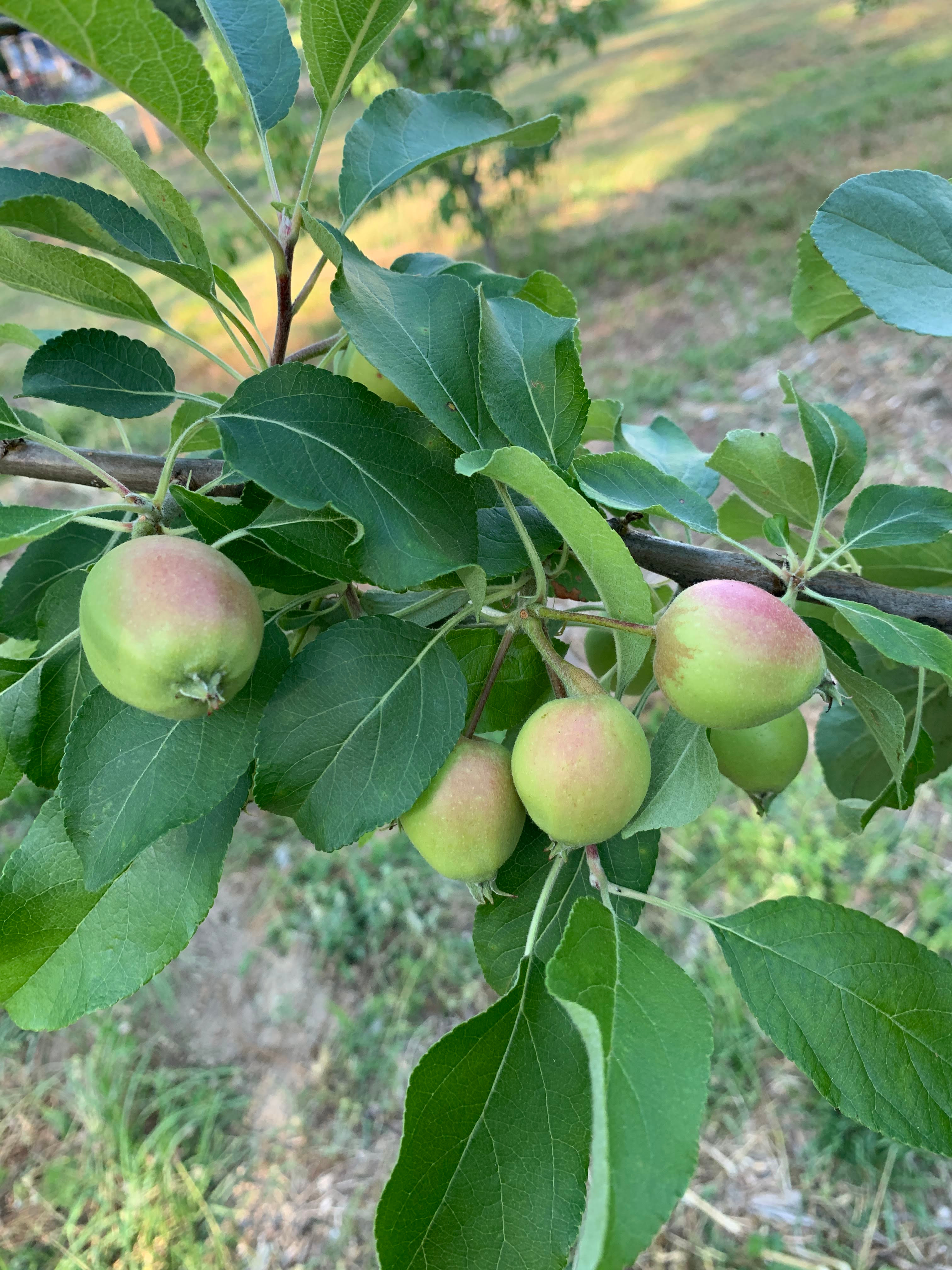 Baby Fruit